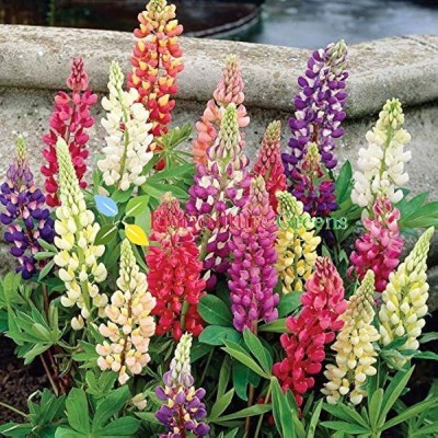 Jignishaseeds Lupin Flower Seeds F1 Hybrid for Winter Season & Home Garden Seed(30 per packet)