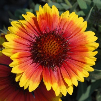 Quentova Arizona Sun Gaillardia Plant-PAUS-22Z Seed(60 per packet)