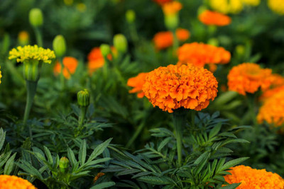 ABN Retail marigold/gende ka phool flower seeds Seed(25 per packet)