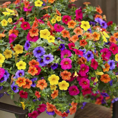 ACMS Petunia Flowers M Colors for Bonsai Planting Home Garden Seed(100 per packet)