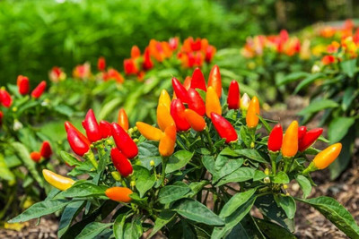 ibains F1 hybrid 3 varieties chilli plant seed Seed(110 per packet)