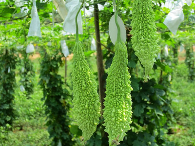 DIVINE BITTERGOURD Seed(30 per packet)