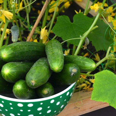 VibeX ® VMR-8 Heirloom Cucumber Seeds (Marketmore) Seed(200 per packet)