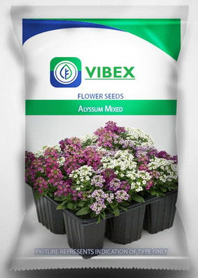 CYBEXIS Seed Alyssum Carpet Annual Ground Seed(50 per packet)