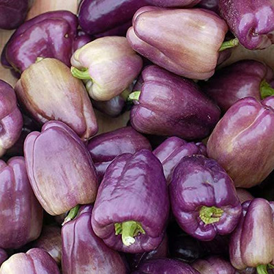 WILLVINE PAU-475 Purple Capsicum/Pepper Seeds Seed(200 per packet)