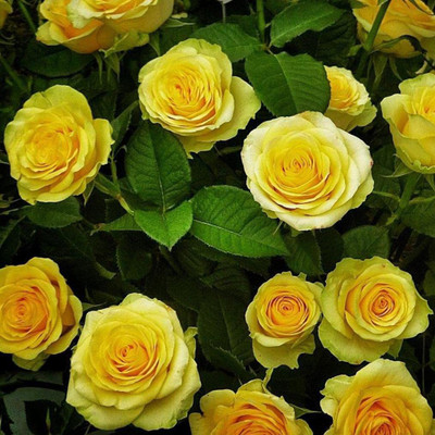 CYBEXIS LX-47 - Yellow Rose - (300 Seeds) Seed(300 per packet)