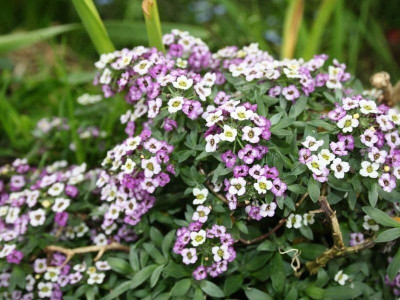 Avysa Sweet Alyssum Flower Purple Mix Seed(50 per packet)