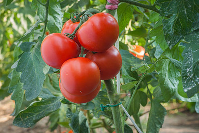 NATURE FARM tomato Seed(85 per packet)