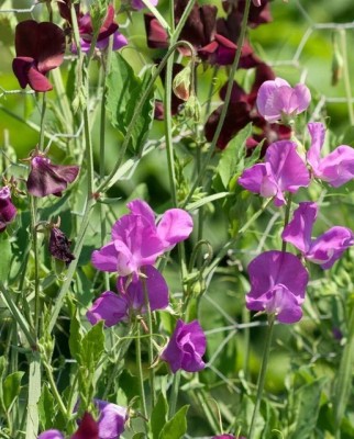 LASMA Sweet Pea Mammoth Blend Mix Seed(50 per packet)