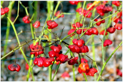 CYBEXIS Hybrid Capsicum Baccatum Vegetable Seeds2400 Seeds Seed(2400 per packet)