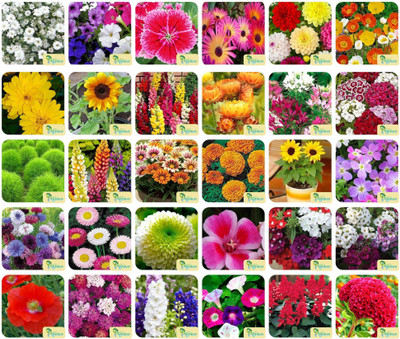Agnico Agnico 30 Varieties of Flower 1975+ Seeds For Your Garden Beautiful Bloom High Germination Seeds with Instruction Manual Seed(1975 per packet)