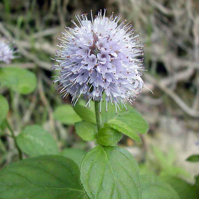 CYBEXIS XL-63 - Water Mint - (150 Seeds) Seed(150 per packet)
