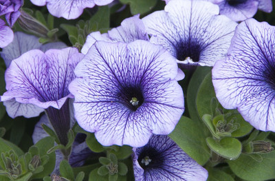 WHADE Petunia-trailing-blue Seed(70 per packet)