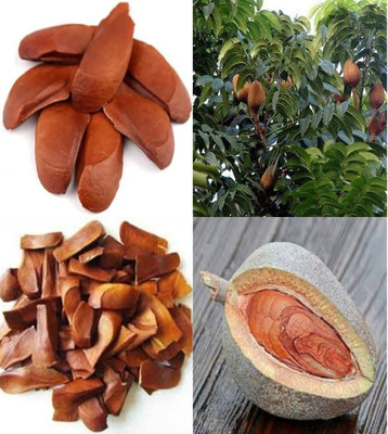 ibains African mahogany red seeds bij 17 Seed(17 per packet)