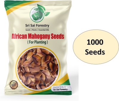 SRI SAI FORESTRY Mahogany Tree Seeds, 1000 Seeds, African Mahogany Seeds for Planting Seed(1000 per packet)