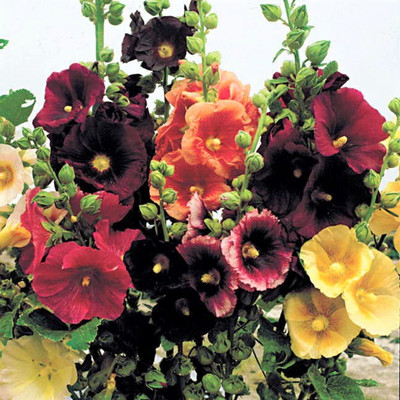 jkfarm Hollyhock Flower Seed(21 per packet)