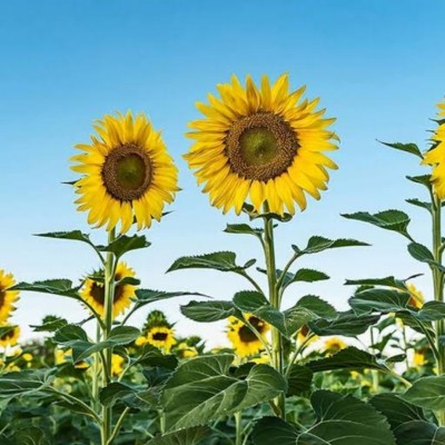 Greenfall Giant Hybrid Sunflower Seeds for All Season Home Gardens - 20 Seeds Seed(20 per packet)