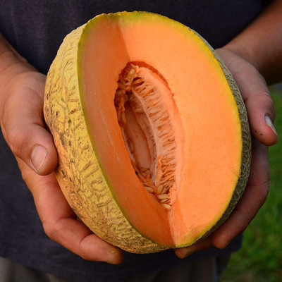 CYBEXIS VXI-36 - Muskmelon & Open-Pollinated - (1350 Seeds) Seed(1350 per packet)