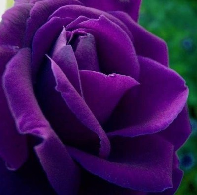 CYBEXIS ATS-50 - Purple Rare Rose - (300 Seeds) Seed(300 per packet)