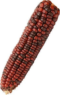 VibeX ® LXI-684 Red Corn - Ornamental - Bloody Butcher Seed(500 per packet)