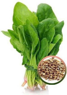 jaishreeradhe Spinach Seed(100 per packet)