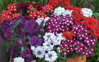 Lorvox trailing verbena Seed(25 per packet)