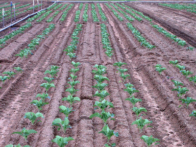 CYBEXIS HUA-31 - Broccoli Organic Planting - (1350 Seeds) Seed(1350 per packet)