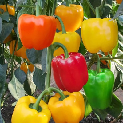 VibeX ® XXL-569 Sweet Bell Pepper Capsicum Rainbow Mix Seed(200 per packet)