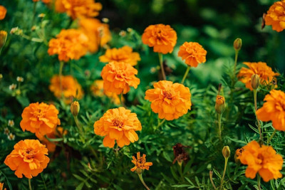 Avysa French गेंदे का फूल / Marigold Seeds | Non-GMO | Fresh Garden Orange Seed(1000 per packet)