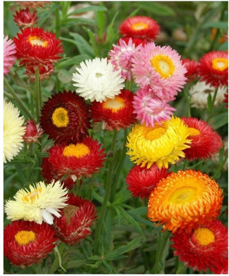 Aywal Helichrysum/Paper Flower Seeds F1 hybrid flower Seed(90 per packet)