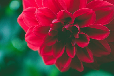 CYBEXIS Hybrid Mix Dahlia Seeds Seed(50 per packet)