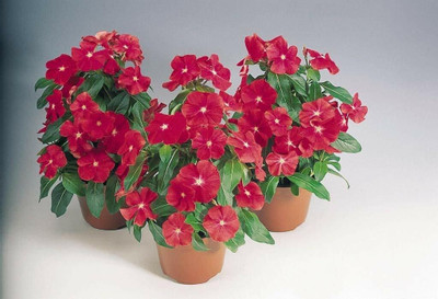 Aywal Vinca Seed(70 per packet)