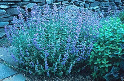 CYBEXIS TLX-7 - Catmint Blue Wonder(Nepeta Mussinii) - (4500 Seeds) Seed(4500 per packet)