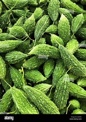 Paudhaa F1 BEST QUALITY BITTER GOURD SEEDS Seed(11 per packet)