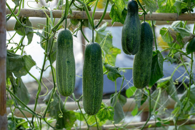 AFARTIOBINA 41 PCS CUCUMBER SEEDS Seed(41 per packet)