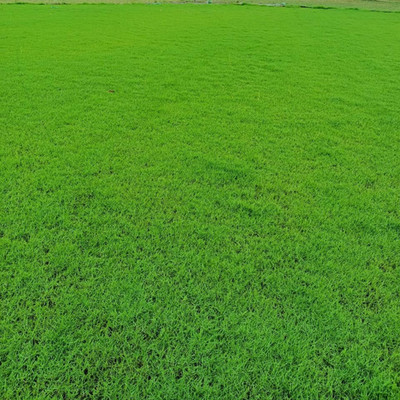 SREE Grass Seeds for Garden/Park/Playground, Lawn Grass Seed(20000 per packet)