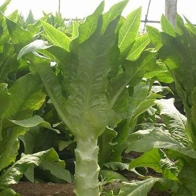 KNESSiN Lettuce Seed(1250 per packet)