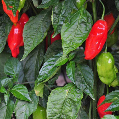 CYBEXIS Hybrid Scorpion Chilli Seeds1200 Seeds Seed(1200 per packet)