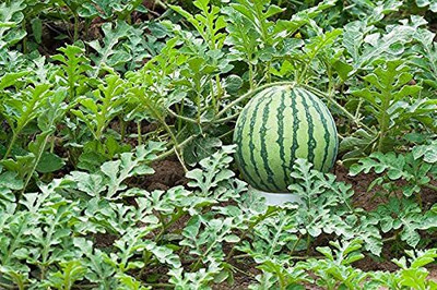 Qualtivate GXL-6AT Hybrid F1 Watermelon Red Flesh Seeds Seed(100 per packet)