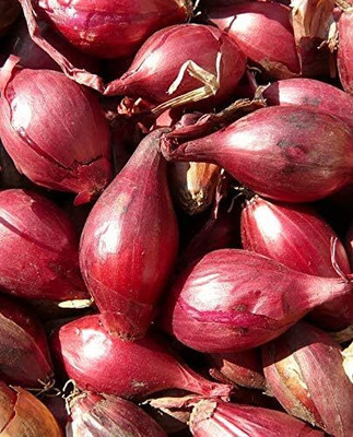 WILLVINE VNR -IX Red Shallot Onion [2.5g] Seed(1500 per packet)