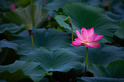 Seedshub lotus,kamal gatta Seed(11 per packet)