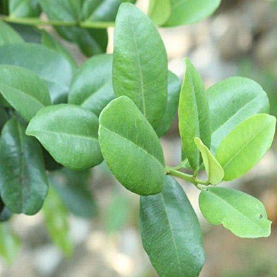 WILLVINE XL-65 Allspice SarvSugandhi Seeds Seed(100 per packet)
