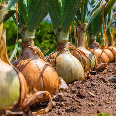 AMAJIT Onion Hybrid seeds, Pyaaj Beej, Red Onion 58 Seed(58 per packet)