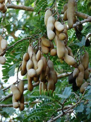 KANAYA IMLI Seed(2 per packet)