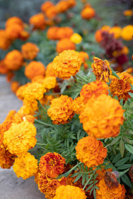DEVAMA THE DIVINE marigold,gende ka phool Seed(30 per packet)