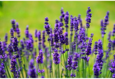 Quentova Lavender Dreamy Puple Flower-RXI-11D Seed(150 per packet)