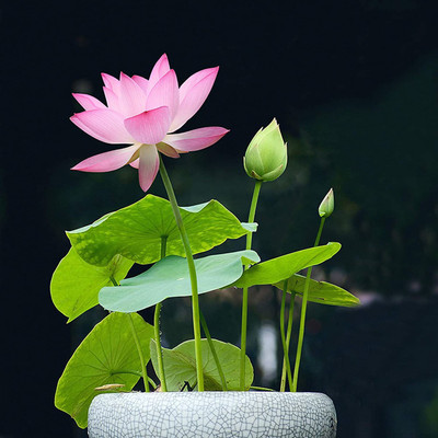 VibeX PAU-96 - Lotus Flower - (270 Seeds) Seed(270 per packet)