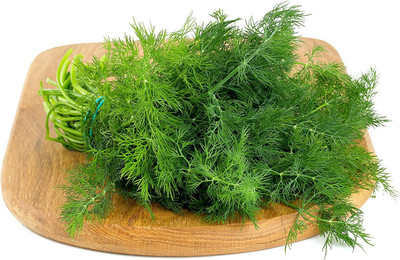 CYBEXIS XLL-52 - Dill Fernleaf - (750 Seeds) Seed(750 per packet)