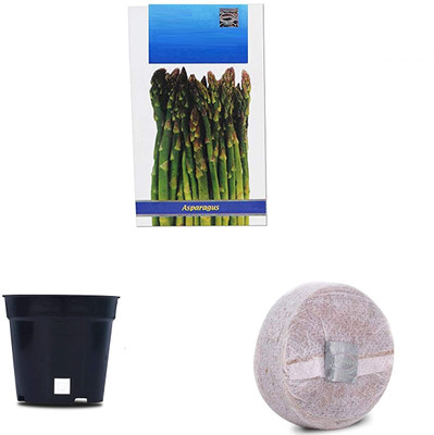VibeX Imp. Asparagus F1 Hybrid Combo with Potter & Rootplug Seed(35 per packet)