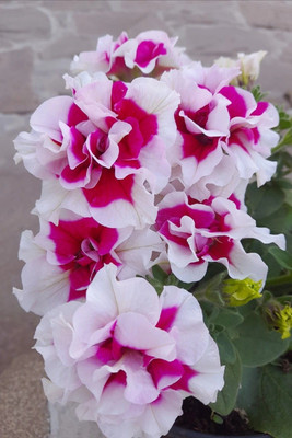 Dasstore Pituniya multiple colour flower seeds (pack of 50) Seed(100 per packet)